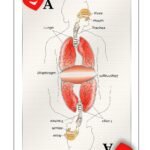 Can A Person With COPD Get Better? 8 can-a-person-with-copd-get-better