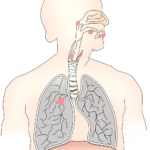 Can Your Lungs Get Better After Pulmonary Rehab? 12 can-your-lungs-get-better-after-pulmonary-rehab