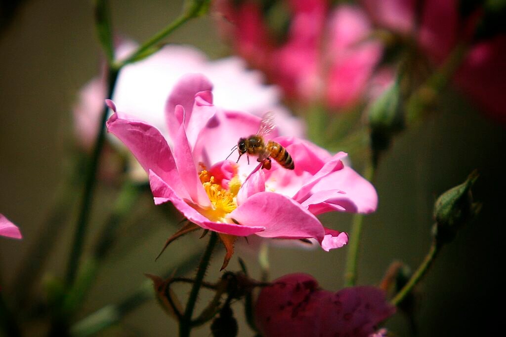 How Do Allergies Affect Pediatric Respiratory Health, And How Can They Be Managed?