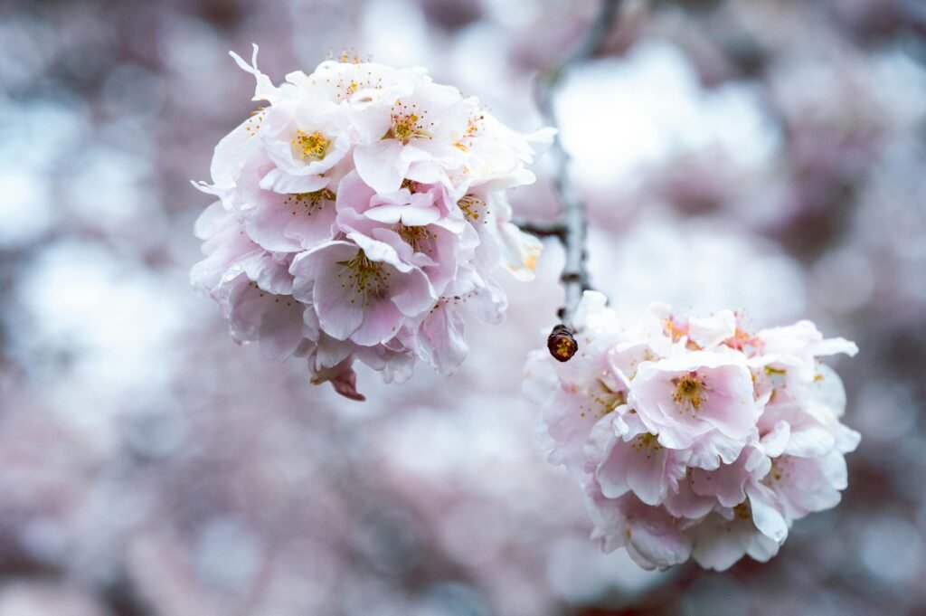 What Helps Asthma Without An Inhaler?