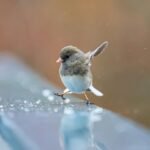 What Helps Asthma Without An Inhaler? 12 what-helps-asthma-without-an-inhaler-2