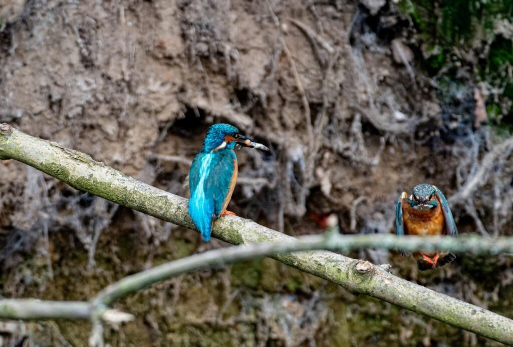 What Is The Most Prescribed Drug For Asthma? What Is The Most Prescribed Drug For Asthma?