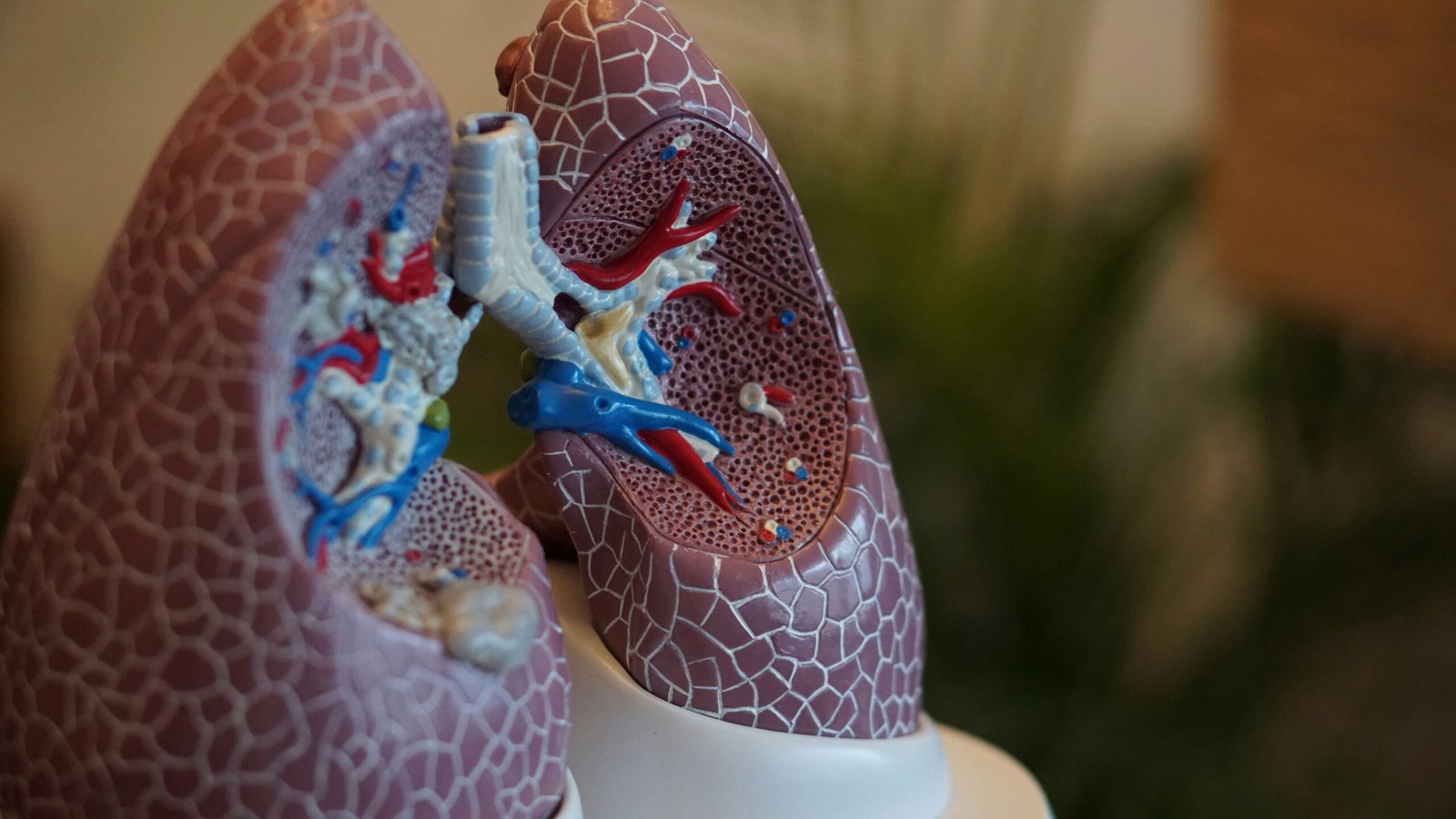 What Is The Number One Thing A Person Must Do If They Have COPD? 1 what-is-the-number-one-thing-a-person-must-do-if-they-have-copd