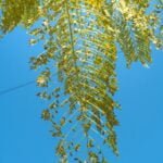 What Should You Avoid If You Have Asthma? 8 what-should-you-avoid-if-you-have-asthma-1