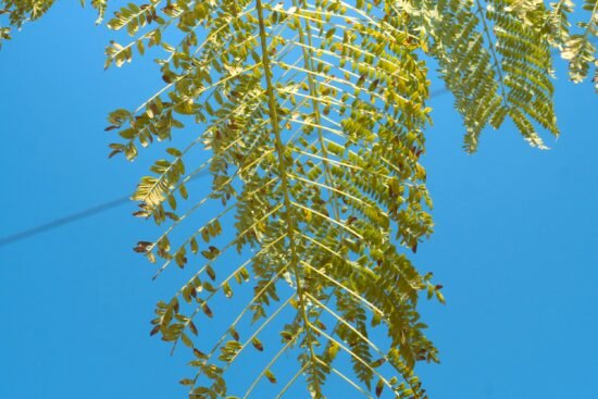 what-should-you-avoid-if-you-have-asthma-1