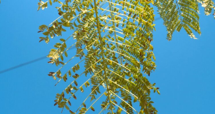 what-should-you-avoid-if-you-have-asthma-1